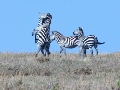 Zebra South Africa Zebra South Africa